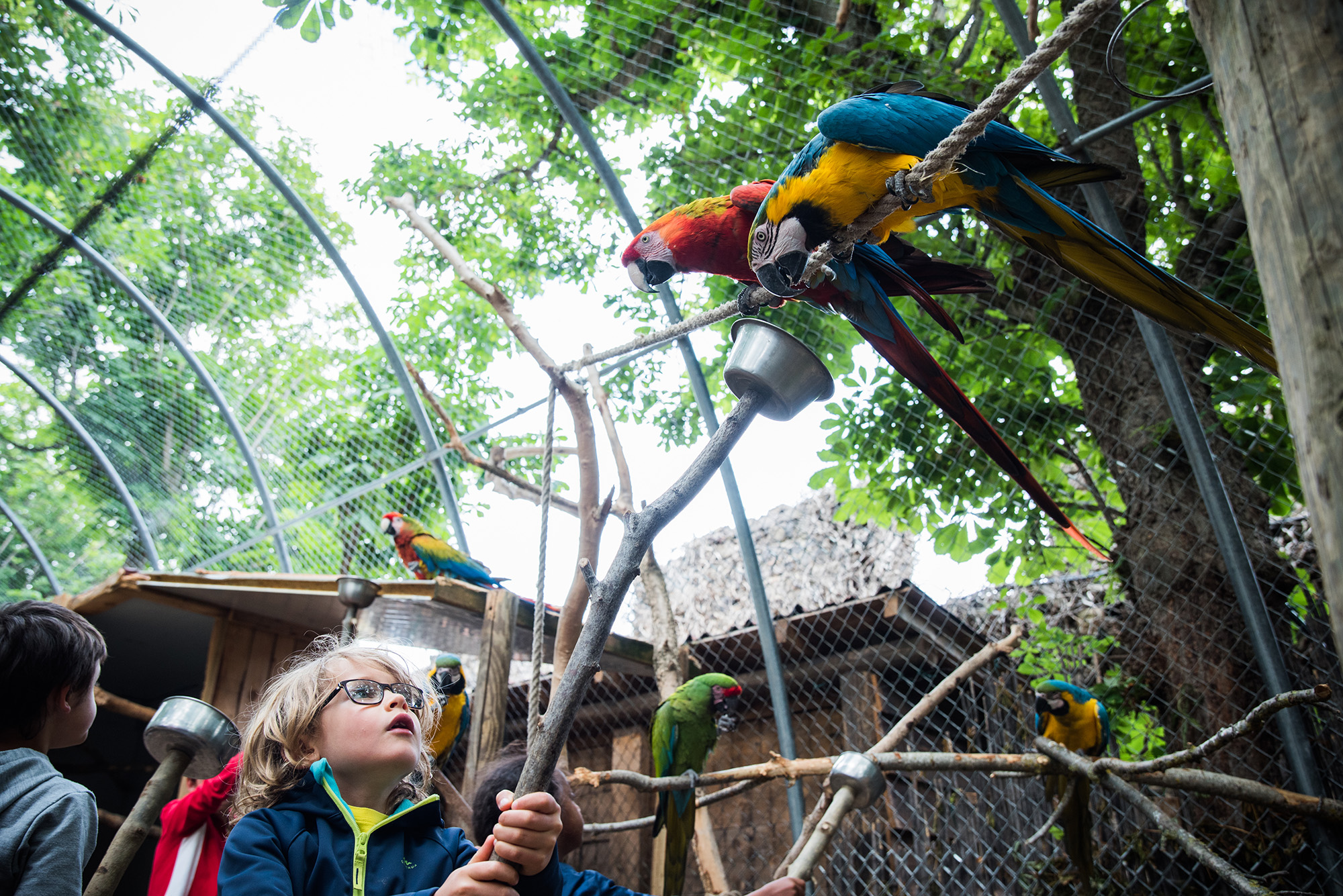 Après les spectacles, les enfants sont invités à nourrir les perroquets. - © VÃ©ro Martin